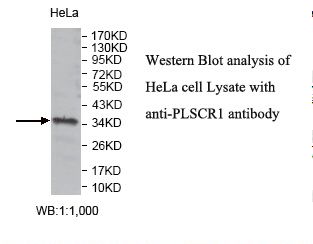 Scramblase / PLSCR1 Antibody