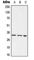 Scramblase / PLSCR1 Antibody - Western blot analysis of PLSCR1 expression in HEK293T (A); Raw264.7 (B); PC12 (C) whole cell lysates.