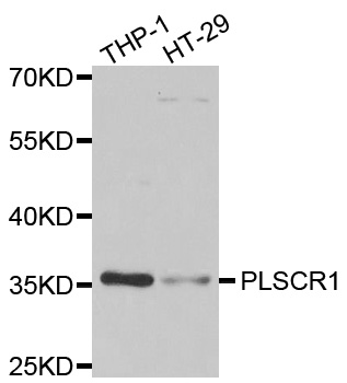 Scramblase / PLSCR1 Antibody - Western blot analysis of extracts of various cell lines.