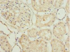 Scramblase / PLSCR1 Antibody - Immunohistochemistry of paraffin-embedded human kidney tissue at dilution 1:100