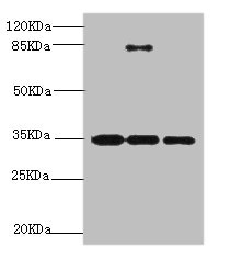 Scramblase / PLSCR1 Antibody - Western blot All Lanes:PLSCR1 antibody at 2.24ug/ml Lane 1:293T whole cell lysate Lane 2:Hela whole cell lysate Lane 3:HT29 whole cell lysate Secondary Goat polyclonal to rabbit at 1/10000 dilution Predicted band size: 36,27 kDa Observed band size: 35 kDa,85 kDa