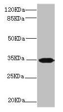 Scramblase / PLSCR1 Antibody - Western blot All lanes: PLSCR1 antibody at 2.24µg/ml + 293T whole cell lysate Secondary Goat polyclonal to rabbit IgG at 1/10000 dilution Predicted band size: 36, 27 kDa Observed band size: 36 kDa