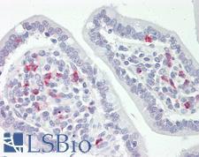 Scramblase / PLSCR1 Antibody - Human Small Intestine: Formalin-Fixed, Paraffin-Embedded (FFPE).  This image was taken for the unconjugated form of this product. Other forms have not been tested.