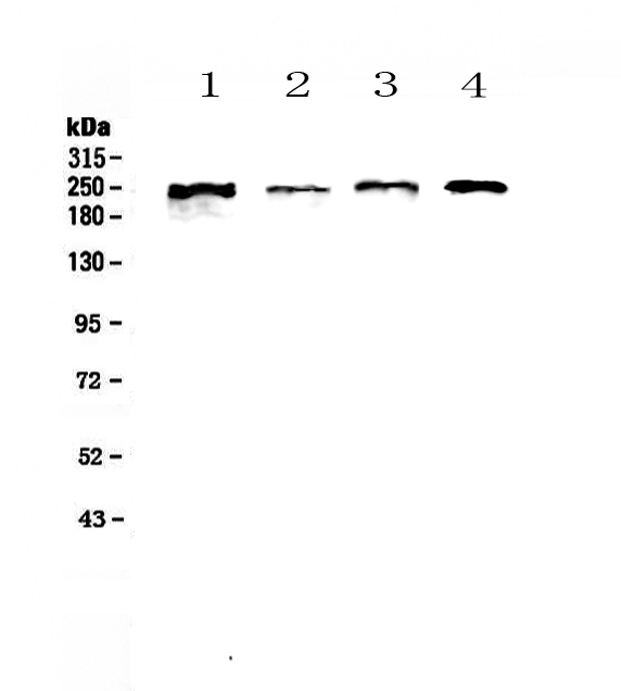 SCRIB / Scribble Antibody - Western blot - Anti-SCRIBBLE Picoband antibody