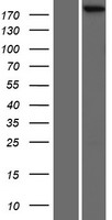 SCRIB / Scribble Protein - Western validation with an anti-DDK antibody * L: Control HEK293 lysate R: Over-expression lysate