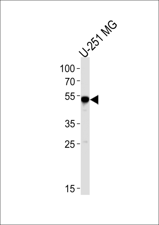 SCRN1 / Secernin 1 Antibody - Western blot of lysate from U-251 MG cell line, using SCRN1 Antibody. Antibody was diluted at 1:1000 at each lane. A goat anti-rabbit IgG H&L (HRP) at 1:5000 dilution was used as the secondary antibody. Lysate at 35ug per lane.