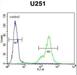 SCRN1 / Secernin 1 Antibody - SCRN1 Antibody flow cytometry of U251 cells (right histogram) compared to a negative control cell (left histogram). FITC-conjugated goat-anti-rabbit secondary antibodies were used for the analysis.