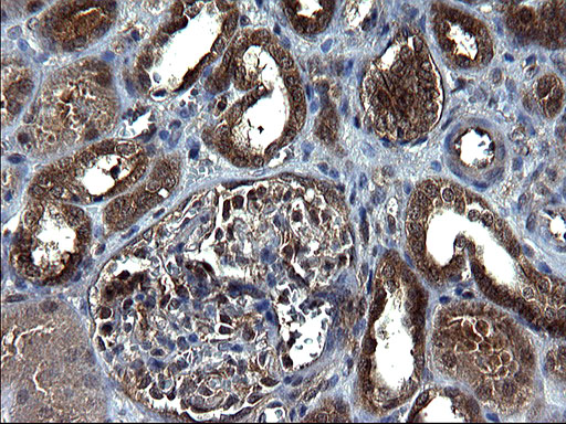 SCRN1 / Secernin 1 Antibody - IHC of paraffin-embedded Human Kidney tissue using anti-SCRN1 mouse monoclonal antibody. (Heat-induced epitope retrieval by 1 mM EDTA in 10mM Tris, pH8.5, 120°C for 3min).