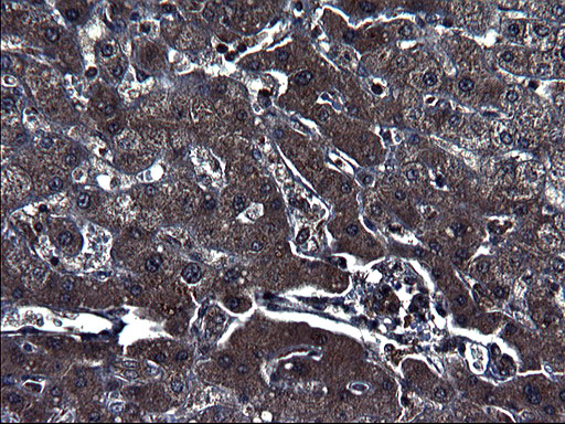 SCRN1 / Secernin 1 Antibody - IHC of paraffin-embedded Human liver tissue using anti-SCRN1 mouse monoclonal antibody. (Heat-induced epitope retrieval by 1 mM EDTA in 10mM Tris, pH8.5, 120°C for 3min).