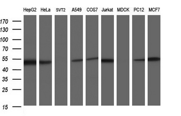 SCRN1 / Secernin 1 Antibody - Western blot of extracts (35ug) from 9 different cell lines by using anti-SCRN1 monoclonal antibody (HepG2: human; HeLa: human; SVT2: mouse; A549: human; COS7: monkey; Jurkat: human; MDCK: canine; PC12: rat; MCF7: human).