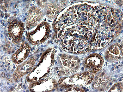 SCRN1 / Secernin 1 Antibody - IHC of paraffin-embedded Human Kidney tissue using anti-SCRN1 mouse monoclonal antibody. (Heat-induced epitope retrieval by 1 mM EDTA in 10mM Tris, pH8.5, 120°C for 3min).