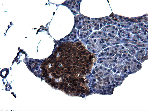SCRN1 / Secernin 1 Antibody - IHC of paraffin-embedded Human pancreas tissue using anti-SCRN1 mouse monoclonal antibody. (Heat-induced epitope retrieval by 1 mM EDTA in 10mM Tris, pH8.5, 120°C for 3min).