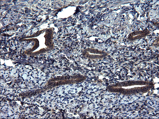 SCRN1 / Secernin 1 Antibody - IHC of paraffin-embedded Human endometrium tissue using anti-SCRN1 mouse monoclonal antibody. (Heat-induced epitope retrieval by 1 mM EDTA in 10mM Tris, pH8.5, 120°C for 3min).