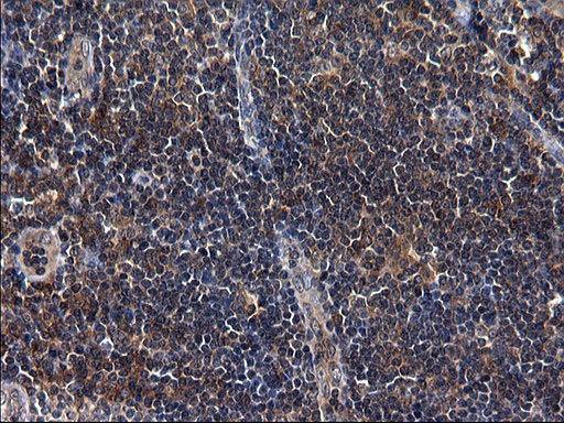 SCRN1 / Secernin 1 Antibody - IHC of paraffin-embedded Human lymph node tissue using anti-SCRN1 mouse monoclonal antibody. (Heat-induced epitope retrieval by 1 mM EDTA in 10mM Tris, pH8.5, 120°C for 3min).