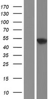 SCRN1 / Secernin 1 Protein - Western validation with an anti-DDK antibody * L: Control HEK293 lysate R: Over-expression lysate