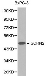 SCRN2 / Ses2 Antibody - Western blot of SCRN2 pAb in extracts from BxPC-3 cells.