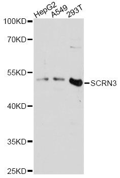 SCRN3 Antibody - Western blot analysis of extracts of various cell lines, using SCRN3 antibody at 1:3000 dilution. The secondary antibody used was an HRP Goat Anti-Rabbit IgG (H+L) at 1:10000 dilution. Lysates were loaded 25ug per lane and 3% nonfat dry milk in TBST was used for blocking. An ECL Kit was used for detection and the exposure time was 30s.