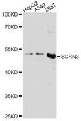 SCRN3 Antibody - Western blot analysis of extracts of various cell lines, using SCRN3 antibody at 1:3000 dilution. The secondary antibody used was an HRP Goat Anti-Rabbit IgG (H+L) at 1:10000 dilution. Lysates were loaded 25ug per lane and 3% nonfat dry milk in TBST was used for blocking. An ECL Kit was used for detection and the exposure time was 30s.