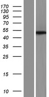 SCRN3 Protein - Western validation with an anti-DDK antibody * L: Control HEK293 lysate R: Over-expression lysate