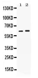 SCTR / SR / Secretin Receptor Antibody - Western blot - Anti-SCTR/Secretin R Picoband Antibody