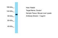 SCUBE1 Antibody -  This image was taken for the unconjugated form of this product. Other forms have not been tested.