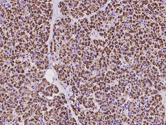 SCYL1 / NTKL Antibody - Immunochemical staining of human SCYL1 in human pancreas with rabbit polyclonal antibody at 1:100 dilution, formalin-fixed paraffin embedded sections.