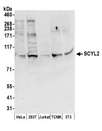 SCYL2 Antibody - Detection of human and mouse SCYL2 by western blot. Samples: Whole cell lysate (50 µg) from HeLa, HEK293T, Jurkat, mouse TCMK-1, and mouse NIH 3T3 cells prepared using NETN lysis buffer. Antibody: Affinity purified rabbit anti-SCYL2 antibody used for WB at 0.4 µg/ml. Detection: Chemiluminescence with an exposure time of 30 seconds.