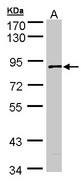 SCYL3 Antibody - Sample (30 ug of whole cell lysate). A: A431. 7.5% SDS PAGE. SCYL3 antibody diluted at 1:1000