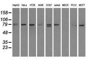 SCYL3 Antibody - Western blot of extracts (35 ug) from 9 different cell lines by using anti-SCYL3 monoclonal antibody.