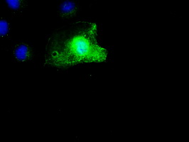 SCYL3 Antibody - Anti-SCYL3 mouse monoclonal antibody  immunofluorescent staining of COS7 cells transiently transfected by pCMV6-ENTRY SCYL3.