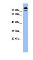 SCYL3 Antibody - SCYL3 antibody Western blot of COLO205 cell lysate. This image was taken for the unconjugated form of this product. Other forms have not been tested.