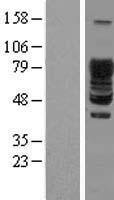 SCYL3 Protein - Western validation with an anti-DDK antibody * L: Control HEK293 lysate R: Over-expression lysate