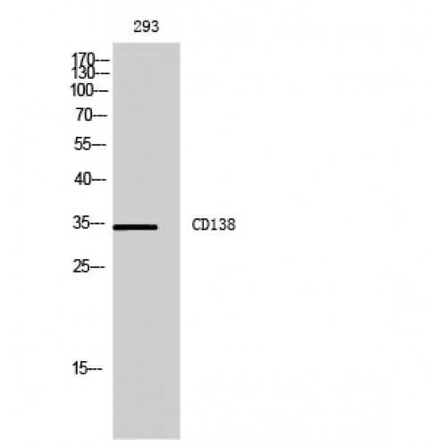 SDC1 / Syndecan 1 / CD138 Antibody - Western blot of CD138 antibody