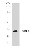 SDC1 / Syndecan 1 / CD138 Antibody - Western blot of the lysates from HepG2 cells using SDC1 antibody.