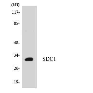 SDC1 / Syndecan 1 / CD138 Antibody - Western blot of the lysates from HepG2 cells using SDC1 antibody.