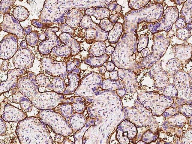 SDC1 / Syndecan 1 / CD138 Antibody - Immunochemical staining of human SDC1 in human placenta with rabbit monoclonal antibody at 1:200 dilution, formalin-fixed paraffin embedded sections.
