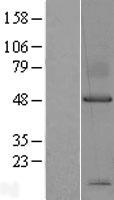 SDC1 / Syndecan 1 / CD138 Protein - Western validation with an anti-DDK antibody * L: Control HEK293 lysate R: Over-expression lysate