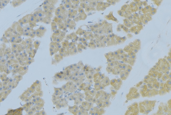 SDC2 / Syndecan 2 Antibody - 1:100 staining human pancreas tissue by IHC-P. The sample was formaldehyde fixed and a heat mediated antigen retrieval step in citrate buffer was performed. The sample was then blocked and incubated with the antibody for 1.5 hours at 22°C. An HRP conjugated goat anti-rabbit antibody was used as the secondary.