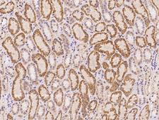 SDC2 / Syndecan 2 Antibody - Immunochemical staining of human SDC2 in human kidney with rabbit polyclonal antibody at 1:100 dilution, formalin-fixed paraffin embedded sections.