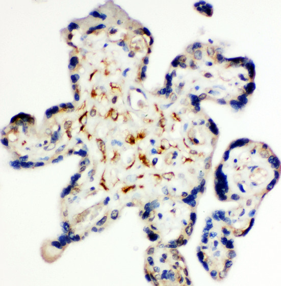 SDC3 / Syndecan 3 Antibody - SDC3 / Syndecan 3 antibody. IHC(P): Human Placenta Tissue.