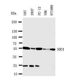 SDC3 / Syndecan 3 Antibody - WB of SDC3 / Syndecan 3 antibody. Lane 1: U87 Cell Lysate. Lane 2: 293T Cell Lysate. Lane 3: PC-12 Cell Lysate. Lane 4: NRK Cell Lysate. Lane 5: HT1080 Cell Lysate.