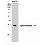 SDC4 / Syndecan 4 Antibody - Western blot of Syndecan-4 antibody