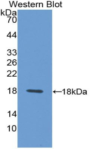 SDC4 / Syndecan 4 Antibody - Western blot of recombinant SDC4 / Syndecan 4.