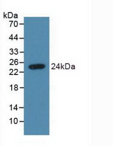 SDC4 / Syndecan 4 Antibody - Western Blot; Sample: Recombinant SDC4, Human.