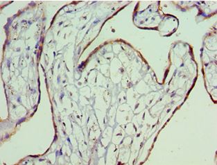 SDC4 / Syndecan 4 Antibody - Immunohistochemistry of paraffin-embedded human placenta using antibody at 1:100 dilution.