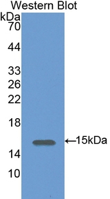 SDC4 / Syndecan 4 Antibody
