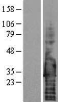 SDC4 / Syndecan 4 Protein - Western validation with an anti-DDK antibody * L: Control HEK293 lysate R: Over-expression lysate