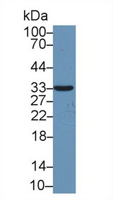 SDCBP / Syntenin Antibody - Western Blot; Sample: Human Urine; Primary Ab: 1µg/ml Rabbit Anti-Human ST1 Antibody Second Ab: 0.2µg/mL HRP-Linked Caprine Anti-Rabbit IgG Polyclonal Antibody