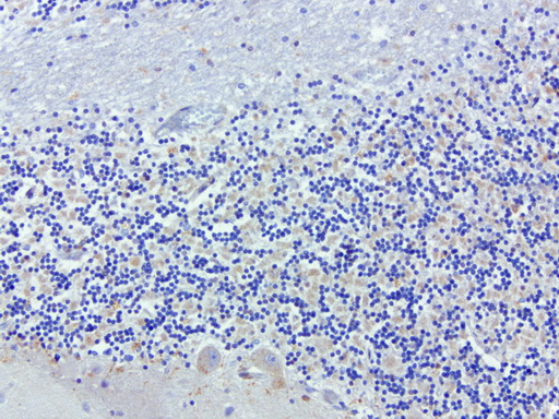 SDCBP / Syntenin Antibody - Immunohistochemical staining of paraffin-embedded human brain using anti-SDCBP clone UMAB69 mouse monoclonal antibody  at 1:100 with Polink2 Broad HRP DAB detection kit; heat-induced epitope retrieval with GBI Citrate pH6.0 HIER buffer using pressure chamber for 3 minutes at 110C. Weak membrane and cytoplasmic staining.