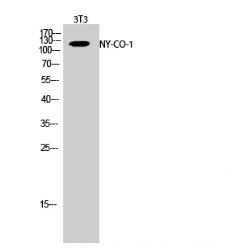 SDCCAG1 / NEMF Antibody - Western blot of NY-CO-1 antibody